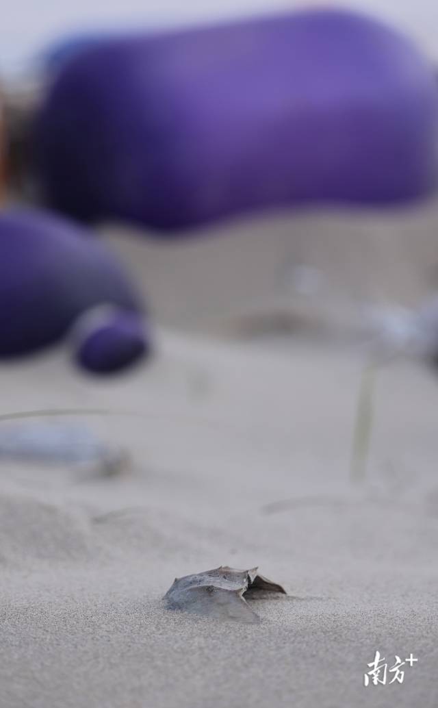 2023年11月30日,培隆沙滩上一只死去的鲎。鲎是国家二级保护动物,据当地渔民介绍,过去常在这片海滩见到它们的踪影。 2023年11月30日,培隆沙滩上一只死去的鲎。鲎是国家二级保护动物,据当地渔民介绍,过去常在这片海滩见到它们的踪影。