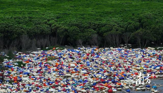 2023年12月1日,在培隆沙滩一带红树林,堆积着红色、蓝色等颜色的浮球,和边上连片绿色红树林形成鲜明对比。 2023年12月1日,在培隆沙滩一带红树林,堆积着红色、蓝色等颜色的浮球,和边上连片绿色红树林形成鲜明对比。