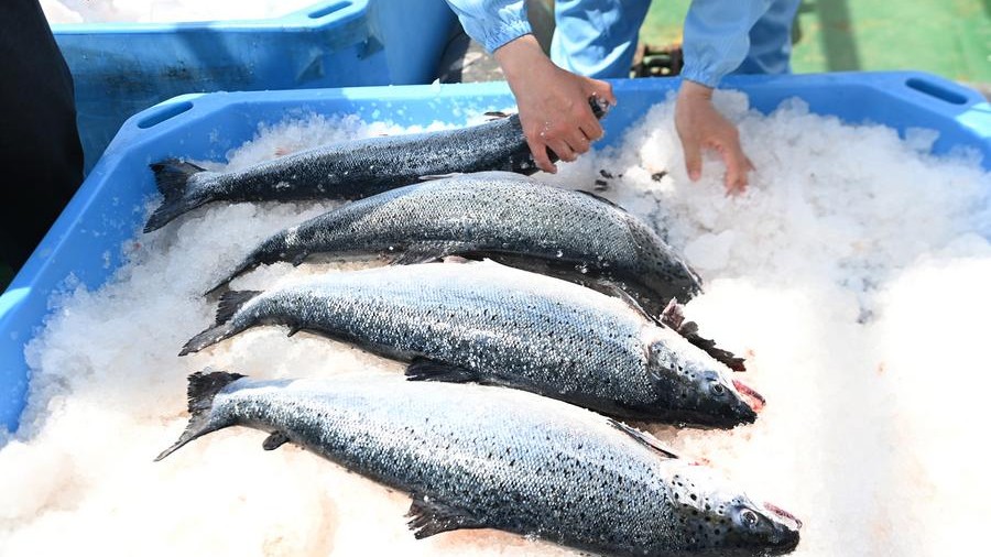 China's giant vessel makes floating salmon farm a reality
