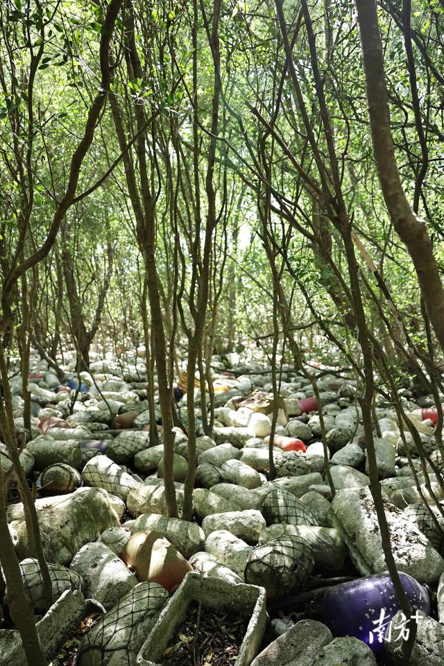 2025年6月25日,培隆沙滩旁的红树林,大片白色海漂垃圾覆盖红树林根部。 2025年6月25日,培隆沙滩旁的红树林,大片白色海漂垃圾覆盖红树林根部。