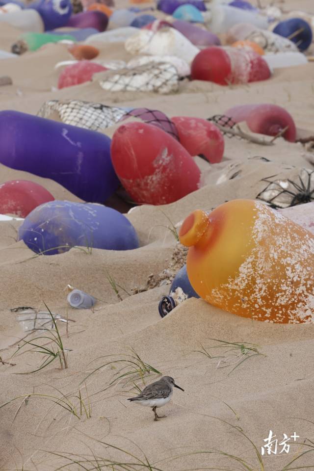 2023年11月30日,傍晚时分,培隆沙滩上,一只阔嘴鹬藏身于海漂垃圾之间。 2023年11月30日,傍晚时分,培隆沙滩上,一只阔嘴鹬藏身于海漂垃圾之间。