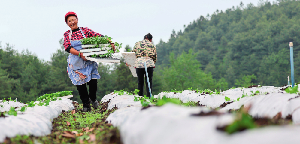 贵州省毕节市赫章县平山镇中山社区农户在田里搬运辣椒苗（2024 年 4 月 20 日摄）韩贤普摄 / 本刊