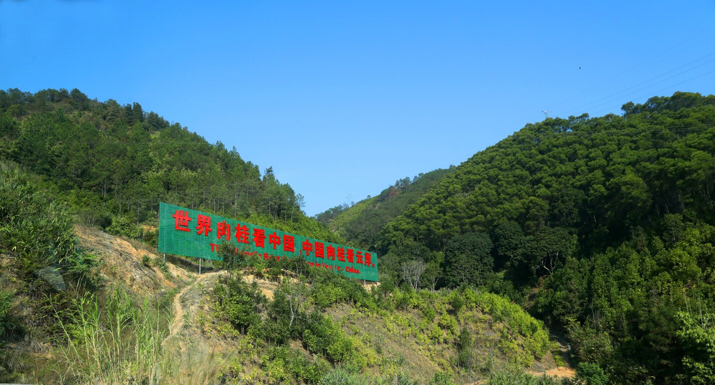 “百千万工程”三年初见成效丨罗定肉桂产业种植-加工-品牌建设全链条升级