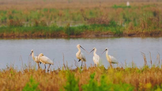 Rare spoon-billed bird spotted for first time in Qingyuan