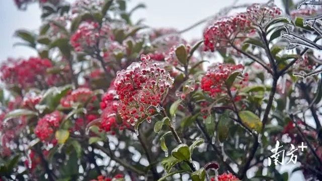 Qingyuan Jinzi Mountain welcomes snowy scenery again