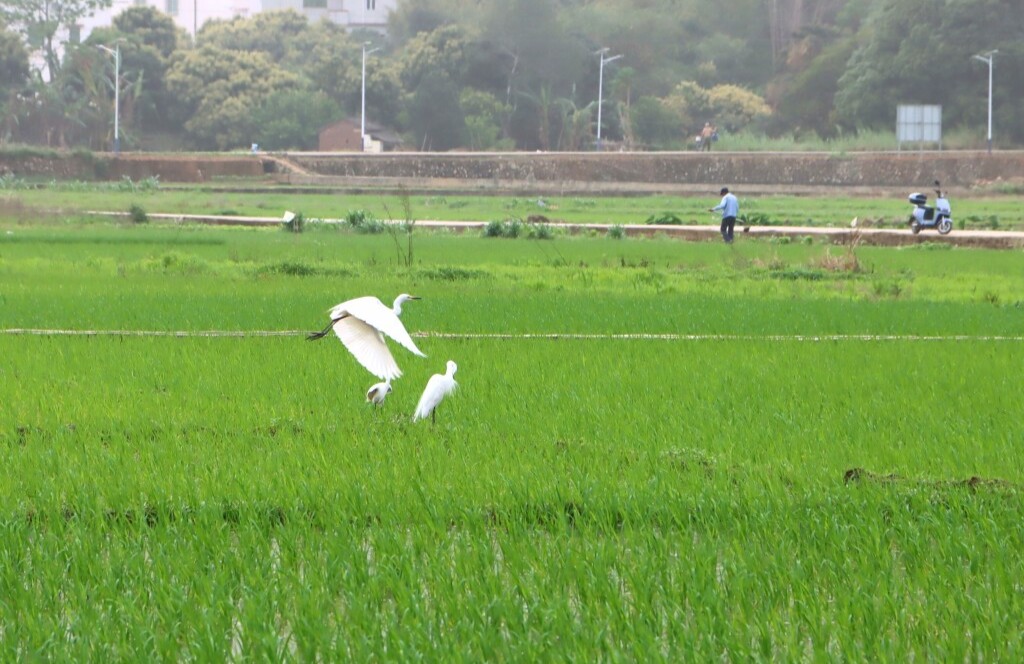 郁南：白鹭伴春耕 绘就生态和谐新画卷