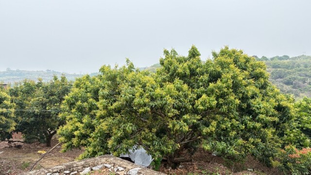 罗定荔枝进入盛花期 果农忙保果迎丰收