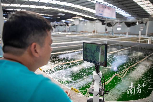 在阳江市阳西县的种苗繁育基地,工作人员观测鱼苗生长情况。南方+记者 张令 摄 在阳江市阳西县的种苗繁育基地,工作人员观测鱼苗生长情况。南方+记者 张令 摄