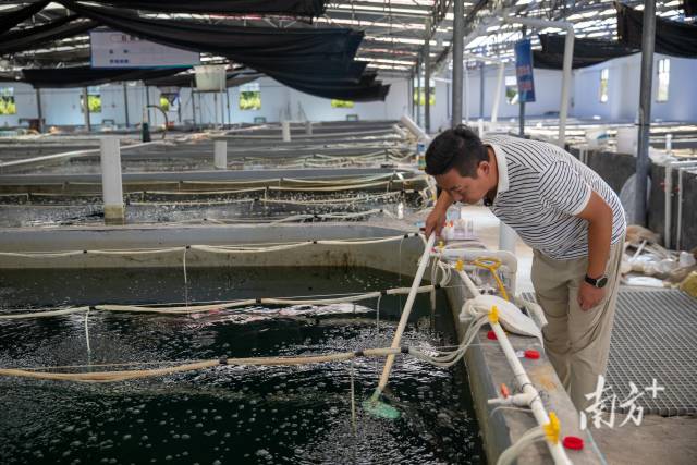 工作人员观测鱼苗生长情况。南方+记者 张令 摄 工作人员观测鱼苗生长情况。南方+记者 张令 摄