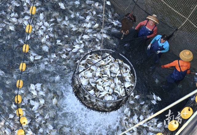 “海威2号”海上养殖平台捕捞忙。 张锋锋 摄 “海威2号”海上养殖平台捕捞忙。 张锋锋 摄