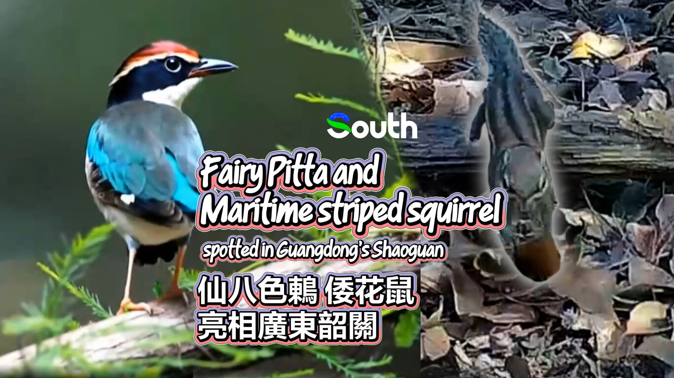 Fairy Pitta and Maritime striped squirrel spotted in Guangdong's Shaoguan