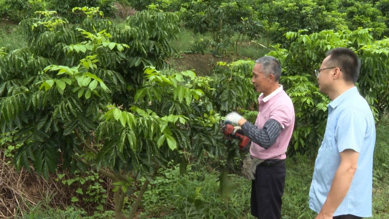 郁南：无核黄皮采后管理正当时