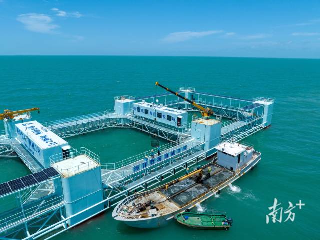 “海威2号”迎来首批“住户”,约100万尾、20多万斤的金鲳鱼苗以及部分鳘鱼、军曹鱼被投入网箱。南方+记者 张令 摄 “海威2号”迎来首批“住户”,约100万尾、20多万斤的金鲳鱼苗以及部分鳘鱼、军曹鱼被投入网箱。南方+记者 张令 摄