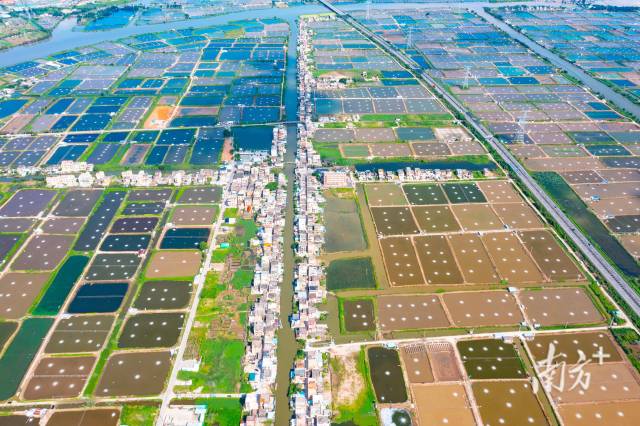 珠海白蕉海鲈养殖基地。南方+记者 关铭荣 摄 珠海白蕉海鲈养殖基地。南方+记者 关铭荣 摄