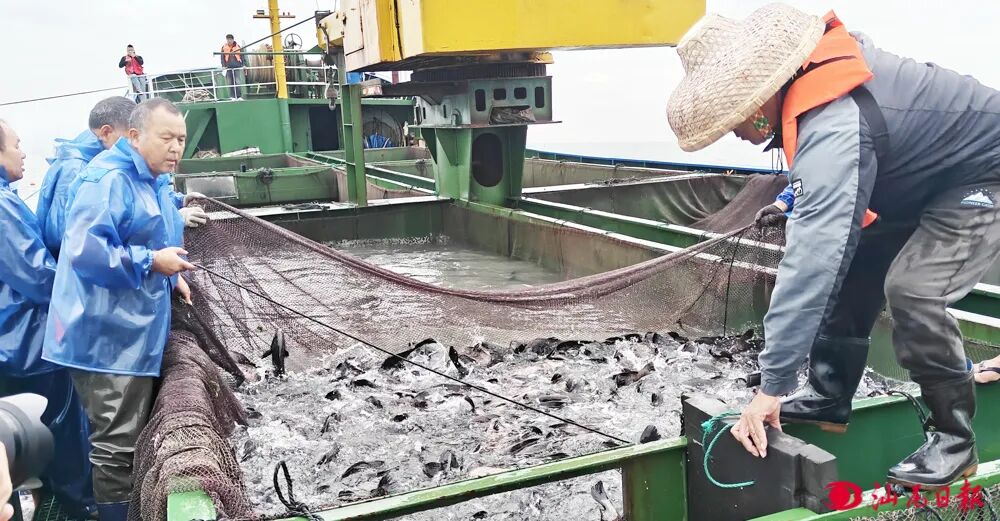 工作人员对渔船上的鱼苗拉网送入投放管道。汕尾日报记者 许楚璇 摄