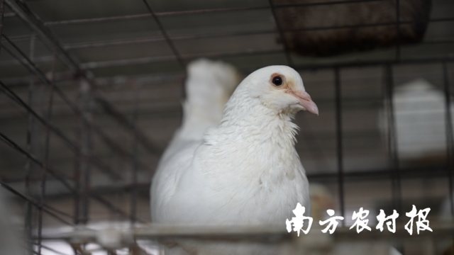 每六只广东鸽就有一只出自清远英德。 每六只广东鸽就有一只出自清远英德。