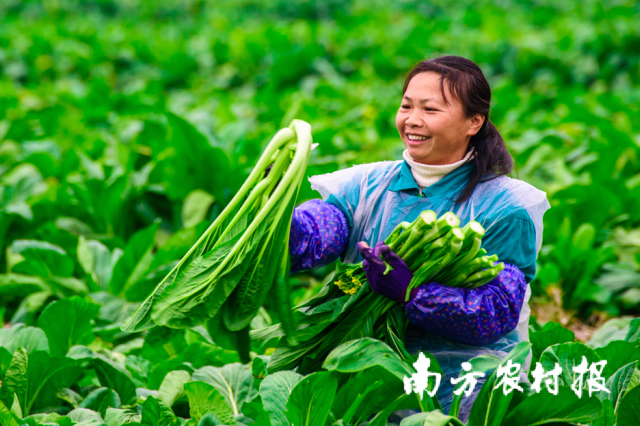 连州菜心,让食客、农户都甜上心头。 连州菜心,让食客、农户都甜上心头。