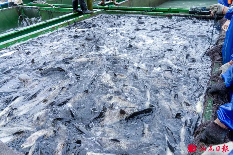 鮸鱼鱼苗逐步投入网箱。汕尾日报记者 陈茂辛 摄