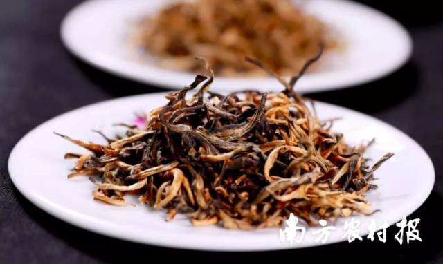 世界高香红茶——英德红茶。 世界高香红茶——英德红茶。