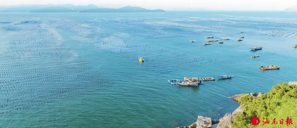 海洋牧场一角。汕尾日报记者 陈茂辛 摄