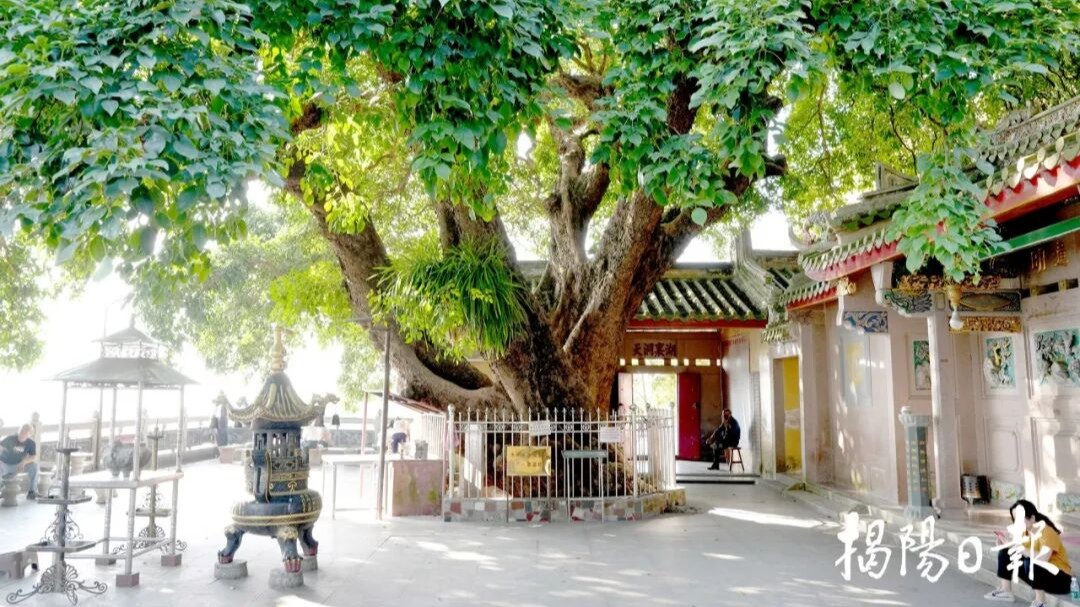 Huangqi Mountain Forest Park: A living green haven in Jieyang