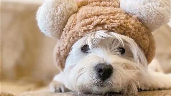 9只狗狗被投毒致死，被告获刑4年