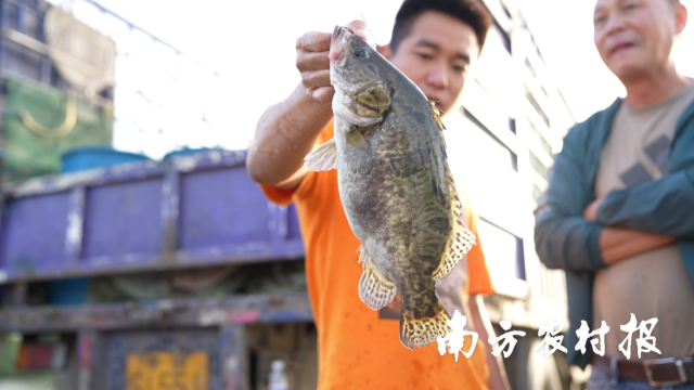 每5条广东桂花鱼里,就有一条是清新桂花鱼。 每5条广东桂花鱼里,就有一条是清新桂花鱼。