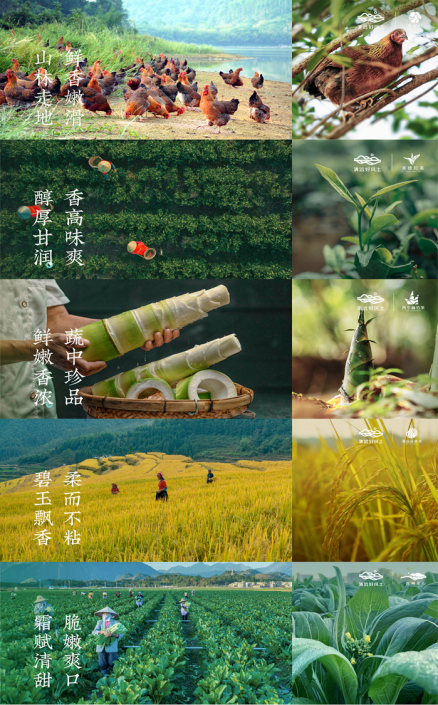 短短三年,清远五大百亿级现代农业发展取得显著成效。 短短三年,清远五大百亿级现代农业发展取得显著成效。