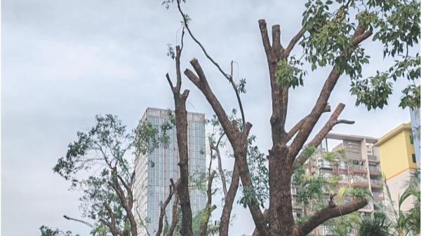 官方回应：东莞街头数百棵绿化树并非“光头树”