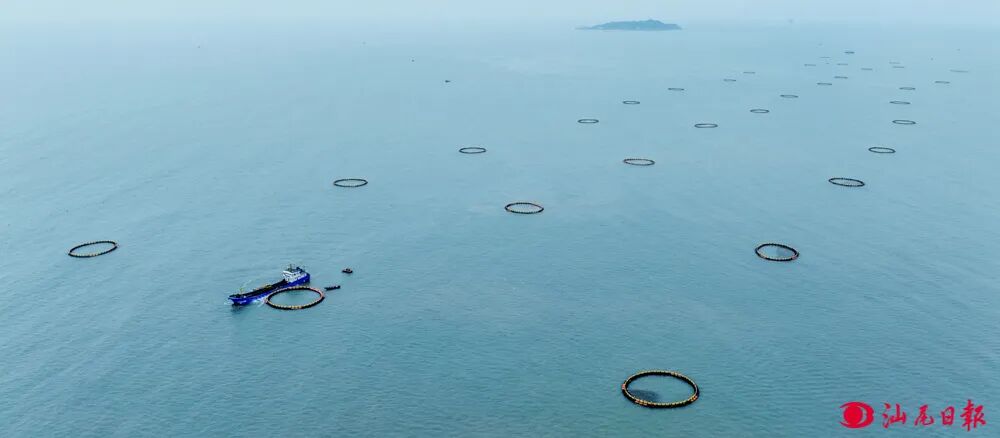 海洋牧场上整齐排列的网箱。汕尾日报记者 陈茂辛 摄