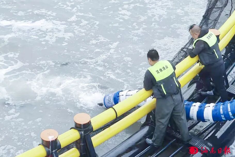 工作人员将渔船上的鱼苗投放到网箱内。汕尾日报记者 许楚璇 摄