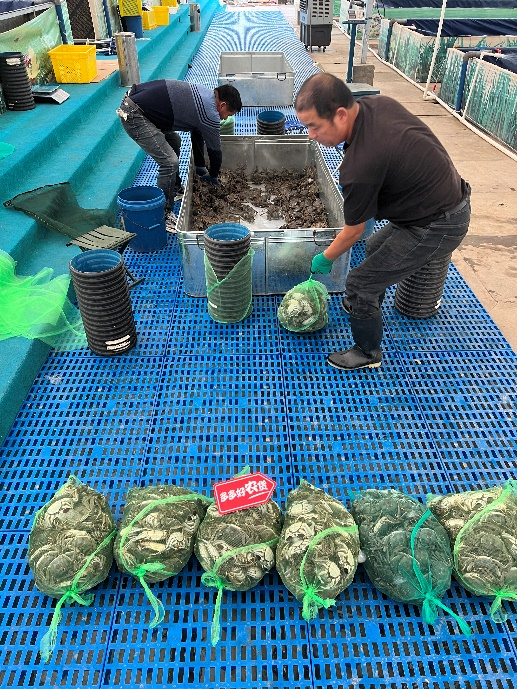 刚刚捕捞的新疆雪蟹，即将通过空运和冷链运输送到消费者手中