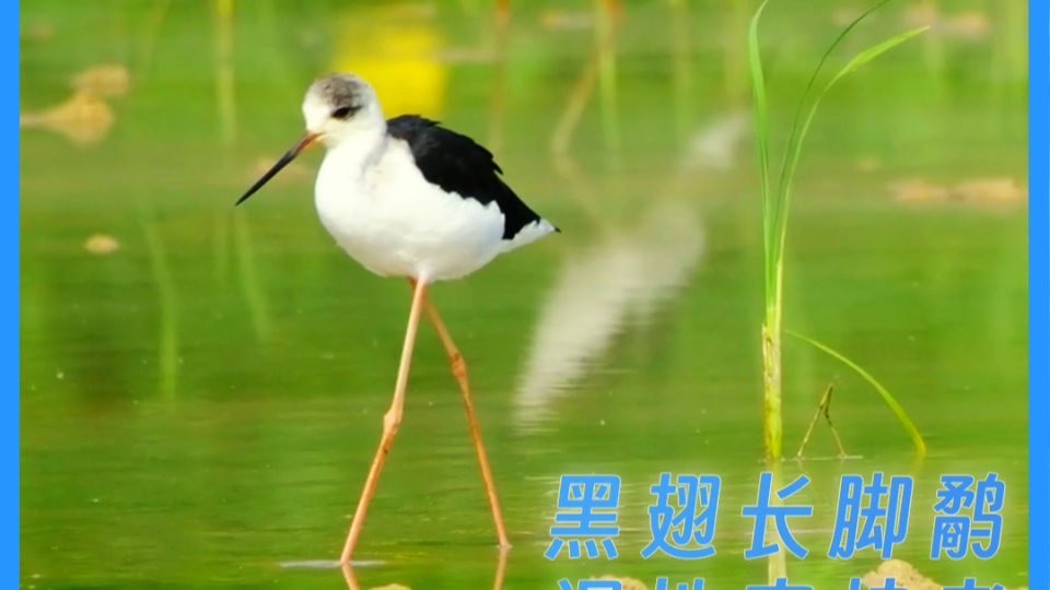 Black-winged Stilts, guardians of wetlands