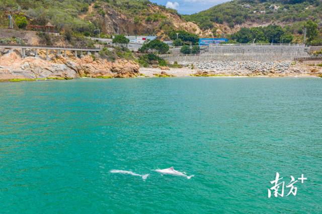 白海豚“组团造访”汕头海域。资料图