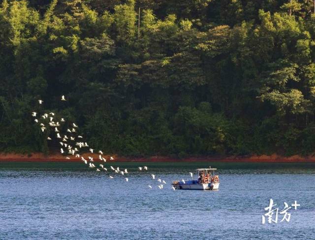 广州从化，鸟儿伴飞游船。