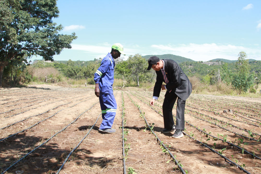 2025年5月14日,在位于津巴布韦中马绍纳兰省的中国—津巴布韦农业合作示范村,中方农业专家指导当地村民。新华社发(塔法拉 摄)