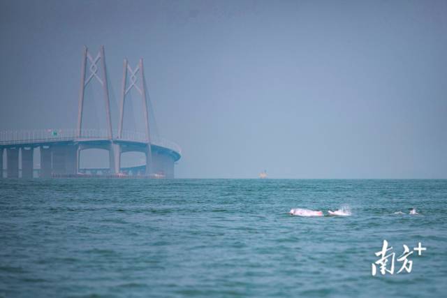 碧波之下，中华白海豚正演绎着“海上大熊猫”的生命传奇。