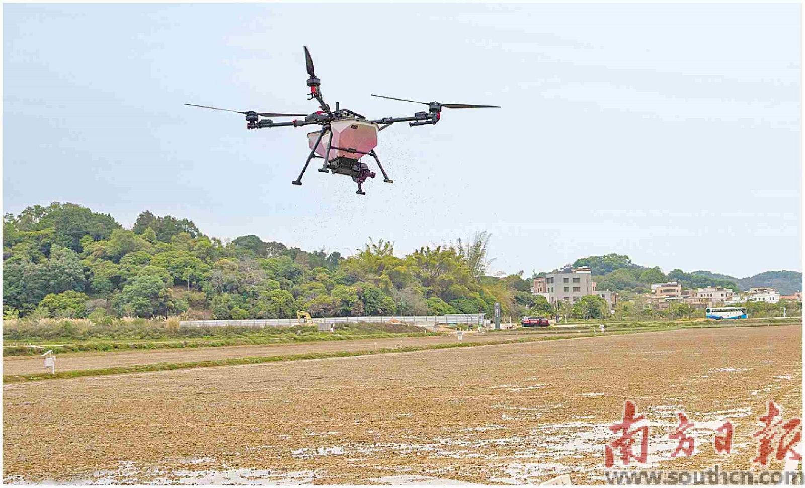 3月6日，在广州黄埔极飞超级农场，装载了“AI大脑”的农业无人机在飞播作业。南方日报记者 张令 摄