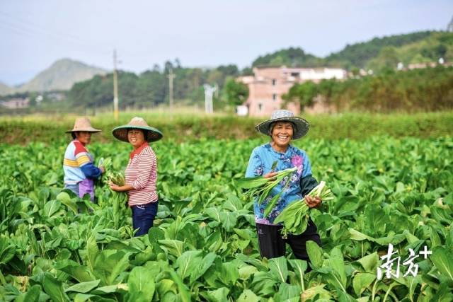 连州菜心成为农民“致富菜”。曾亮超 摄