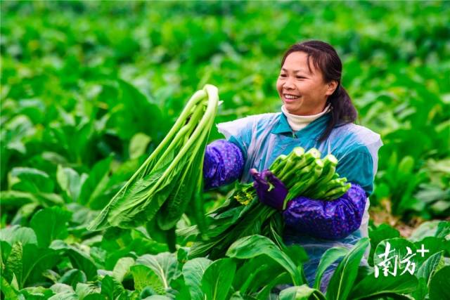 连州菜心。资料图片