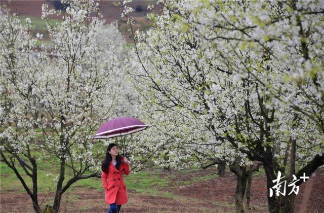 连州是一个可以春赏花、夏避暑，秋摘果、冬赏雪的旅游胜地。黄津 摄