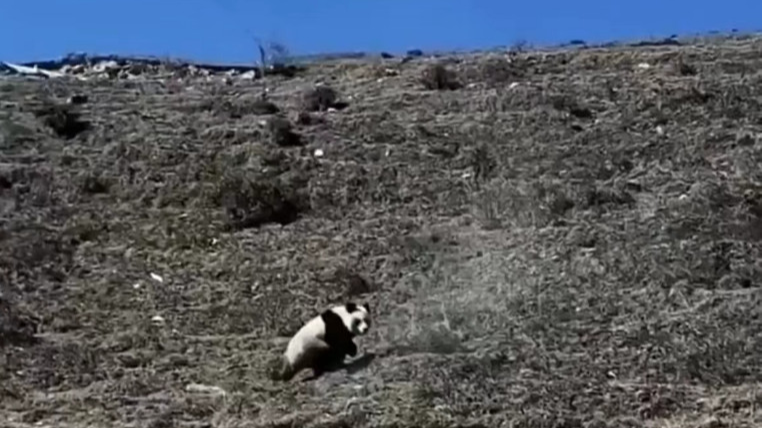 “青海发现野生大熊猫”？专家回应