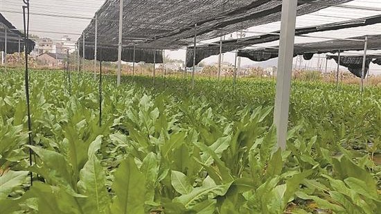 Edible dock seeds carried by Shenzhou-16 will undergo cultivation experiments in Shaoguan