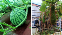 微光成炬|菜姨 微光成炬|菜姨