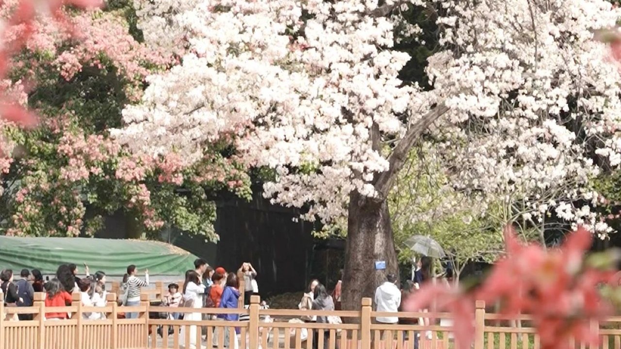 "Snowfall" in Guangzhou: A dreamy floral wonderland on campus