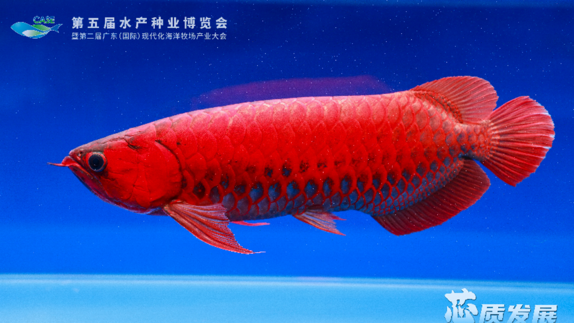 International Tropical Ornamental Fish Competition held in Guangzhou's Nansha