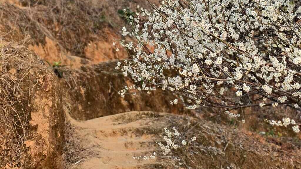 Discover beauty of blooming plum blossoms in Xinyi, Maoming