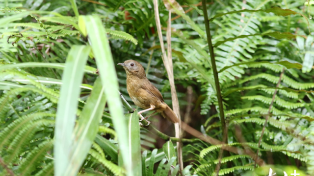 Rare bird species spotted for first time in Guangdong