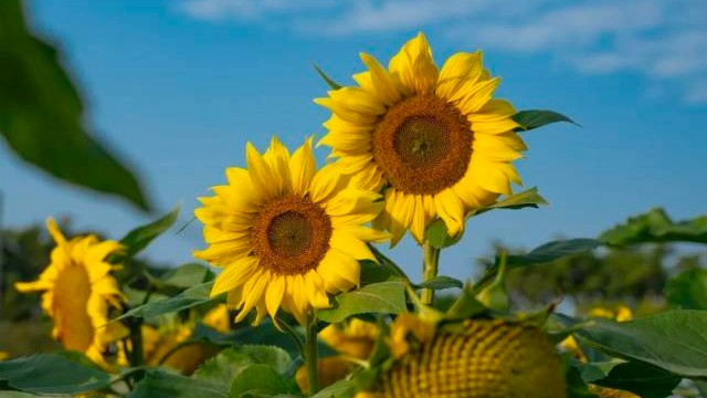 In Pics | Guangzhou's sunflower fields in full bloom create a golden winter wonderland