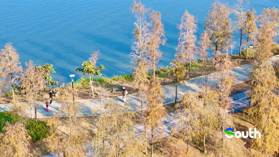 Zhanjiang's winter highlight: Binhu Wetland Park turns golden